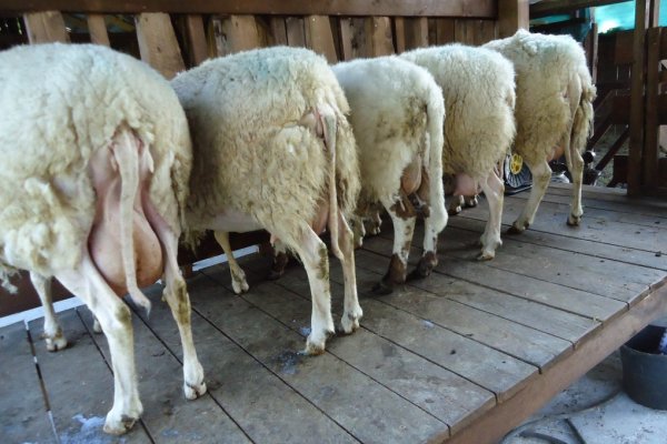 Молочные породы овец: обзор видов, ценность и применение молока