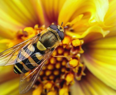 Пасічники Сумської області знову постраждали від загибелі бджіл