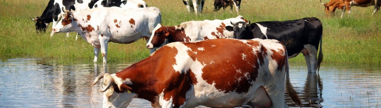 Саратовський губернатор спантеличив скотарів домашнім завданням