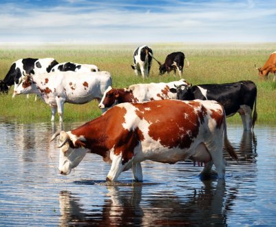 Саратовський губернатор спантеличив скотарів домашнім завданням