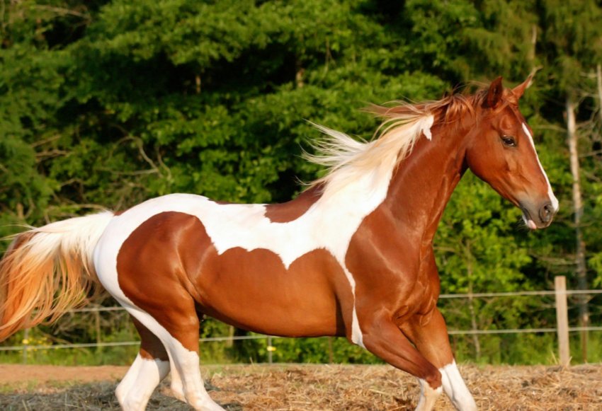 Саратовський губернатор спантеличив скотарів домашнім завданням