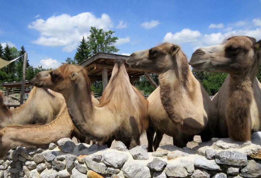 Саратовський губернатор спантеличив скотарів домашнім завданням