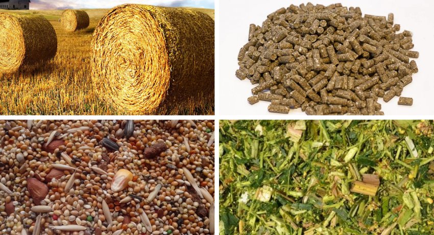 Харчування для овець Харчування для овець