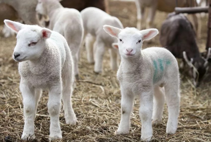 Калмицькі курдючні ягнята Калмицькі курдючні ягнята