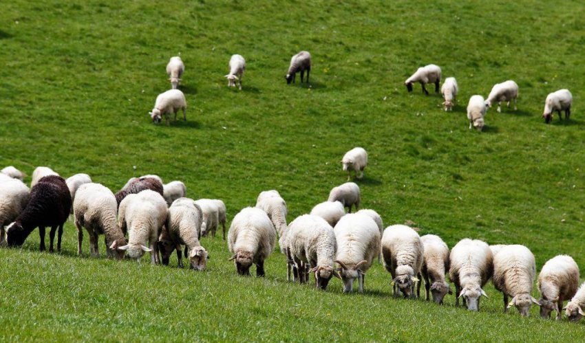 Калмицькі курдючні вівці Калмицькі курдючні вівці