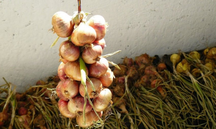 Плетіння цибулі