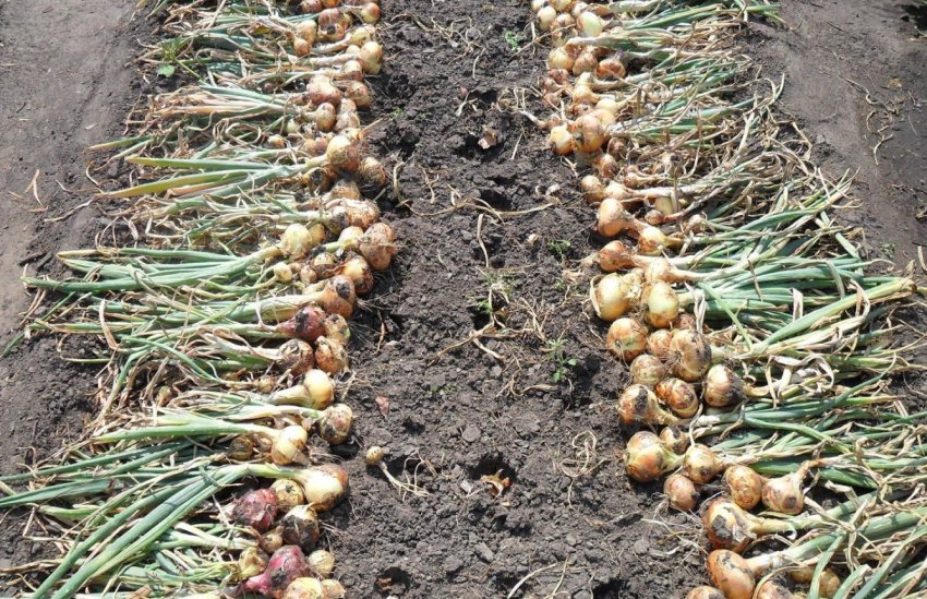 Сушіння цибулі