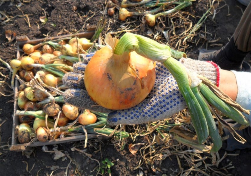 Збір цибулі на ріпку