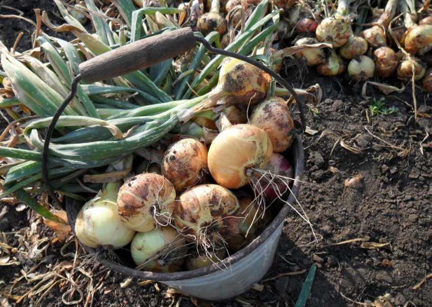 Збирання врожаю цибулі