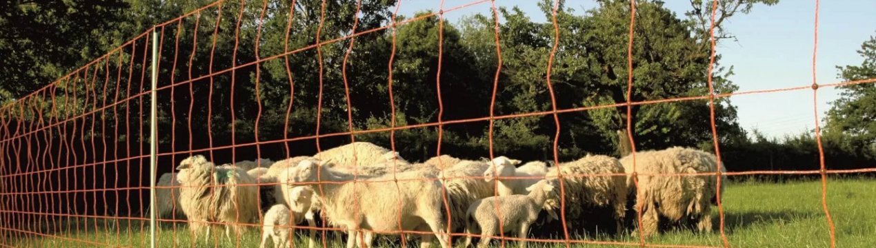Електронний пастух для овець: переваги та недоліки, процес звикання овець