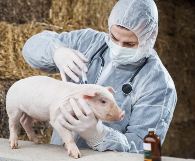 Міністерство сільського господарства Китаю не підтверджує, що природне з'єднання полісахариду запобігає АЧС