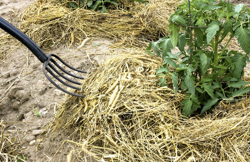 Мульчування томатів