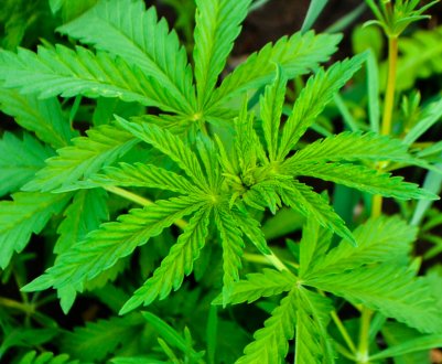 Тривала торгова війна з Китаєм змушує американських фермерів експериментувати з коноплею