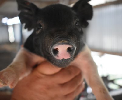 Черкаський фермер розводить свиней елітних порід