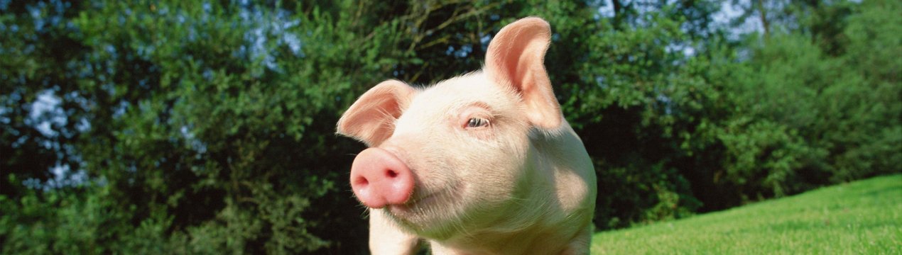 У В'єтнамі постраждалим від АЧС фермерам буде виплачена компенсація