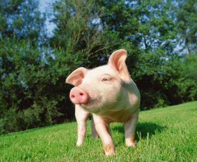 У В'єтнамі постраждалим від АЧС фермерам буде виплачена компенсація