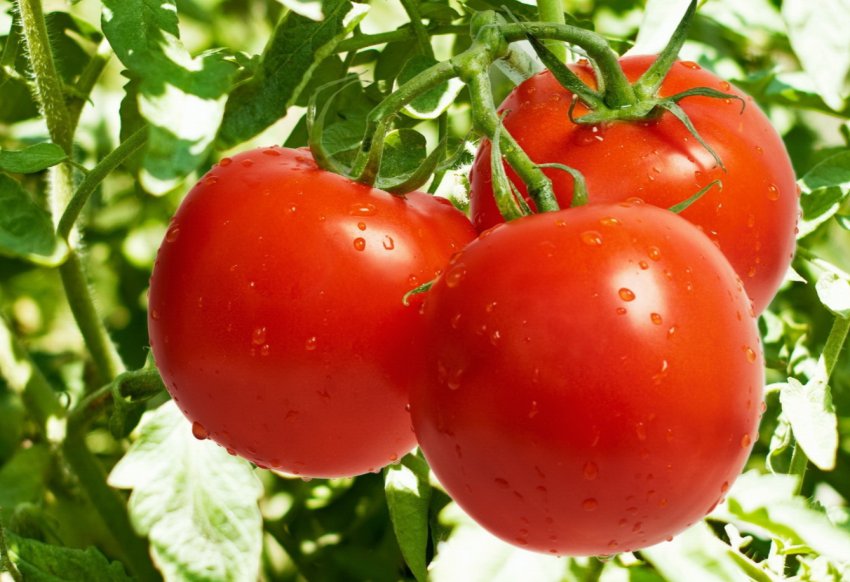 Огірки знову дорожчають на ринках України