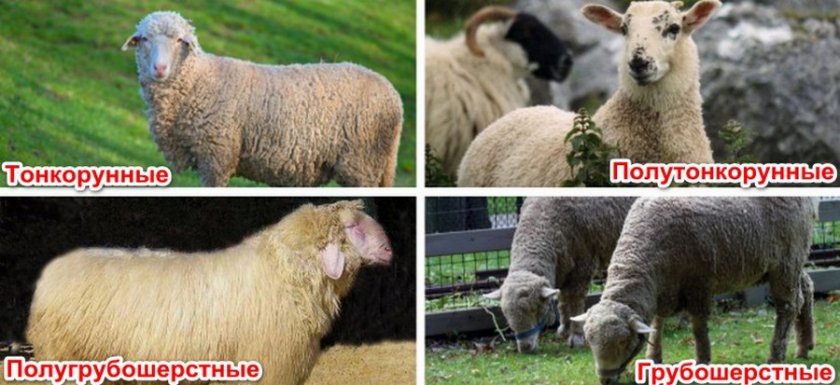 Разновидности овец