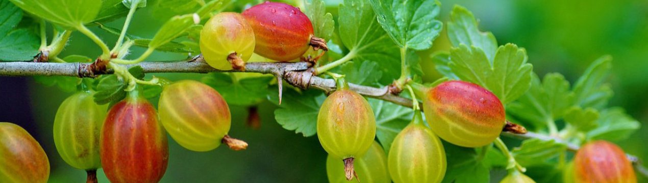 Користь агрусу для людини: при діабеті, вагітним, при подагрі