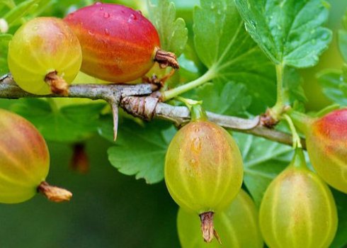 Користь агрусу для людини: при діабеті, вагітним, при подагрі