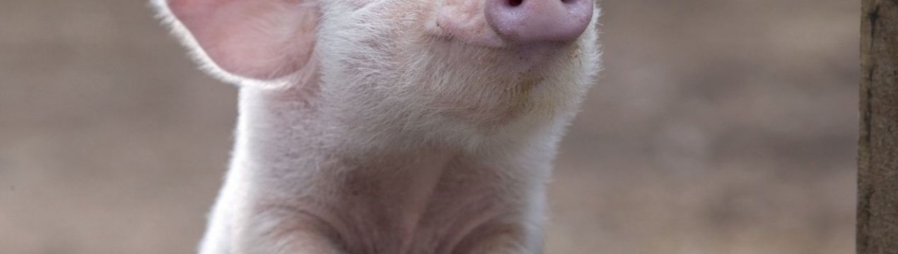 Найбільшим попитом на ринку Україні користуються термінальні свині