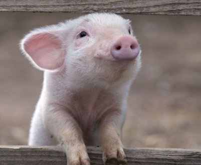 Найбільшим попитом на ринку Україні користуються термінальні свині