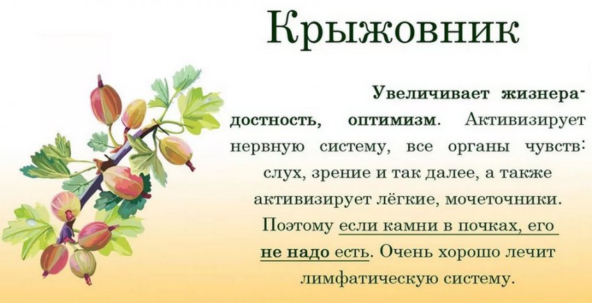 Користь агрусу