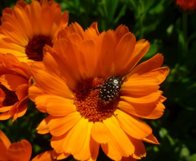 Фермер з Хмельницької області 40 років вирощує лікарські трави