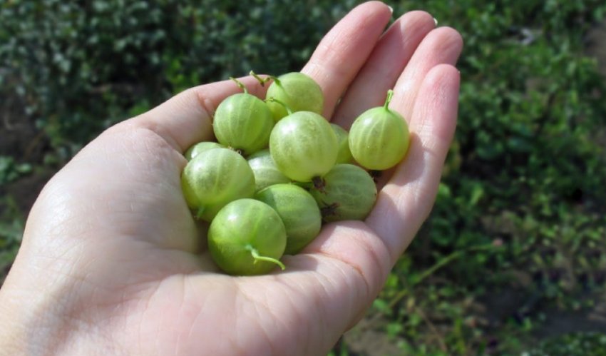 Агрус для жінок