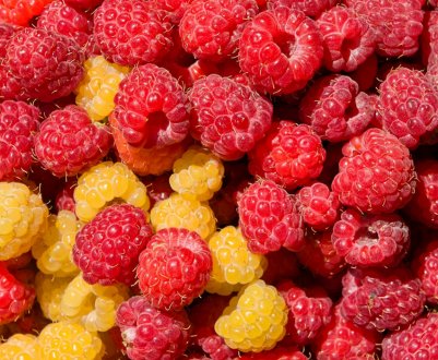 Сама смачна малина: сорти з високою цукристістю і насиченим ароматом