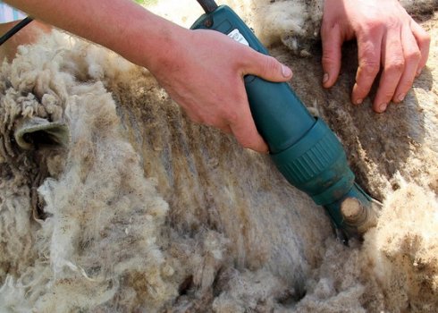 Стригальная машинка для овец: виды, модели, как сделать своими руками, правила эксплуатации