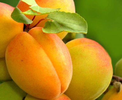 Особливості колоновидна сортів абрикоса