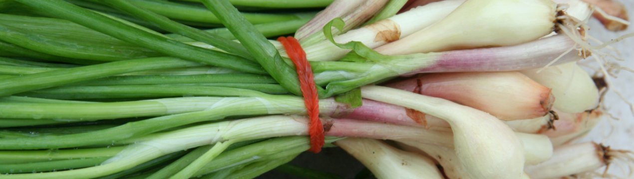 В Україні дорожчає цибуля