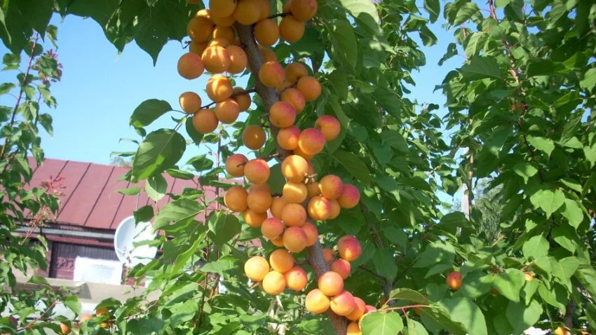 Сорт Принц Березень Сорт Принц Березень