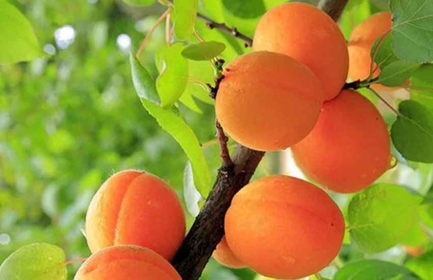 Сорт Зоряний Сорт Зоряний