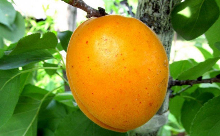 Сорт Голд Сорт Голд