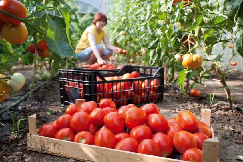 Російських і корейських аграріїв об'єднає «тепличний питання»