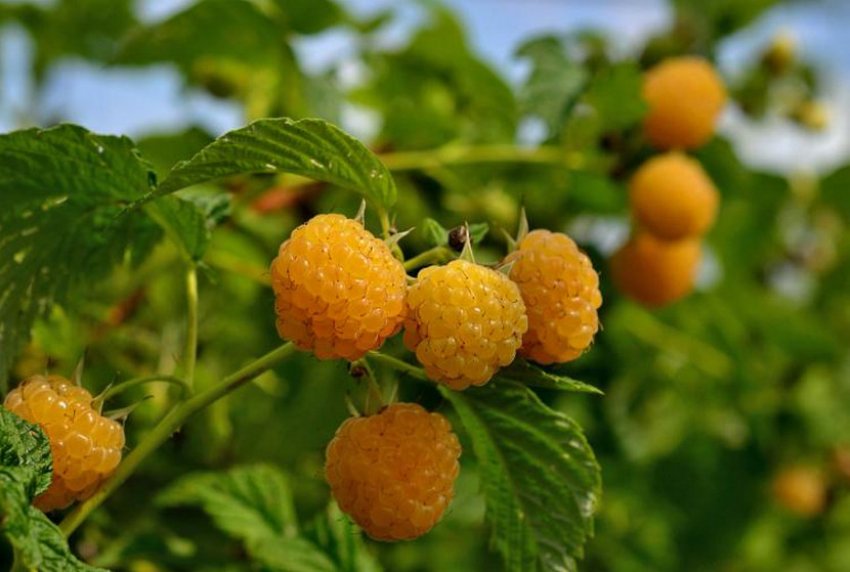 Абрикосова малина Абрикосова малина