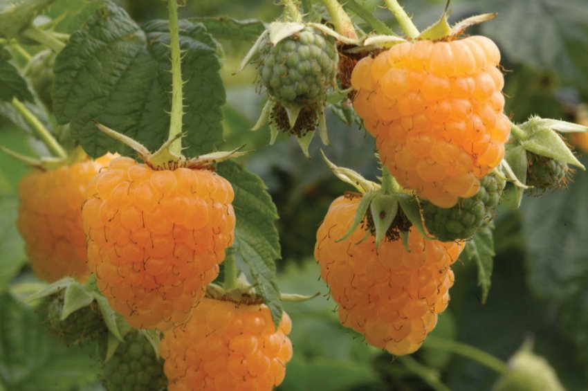 Золота Малина Зюгана Золота Малина Зюгана