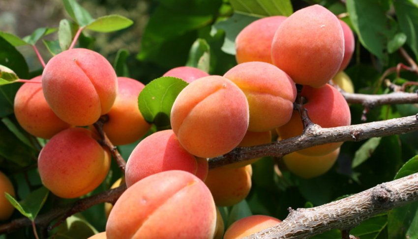 Сорт Санні Сорт Санні