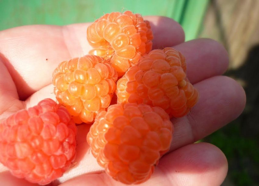 Малина Валентина Малина Валентина