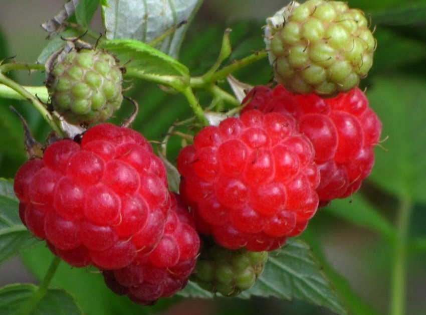 Сорт малини Сонечко Сорт малини Сонечко