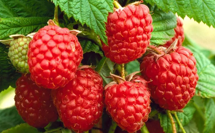 Малина сорту Таруса Малина сорту Таруса