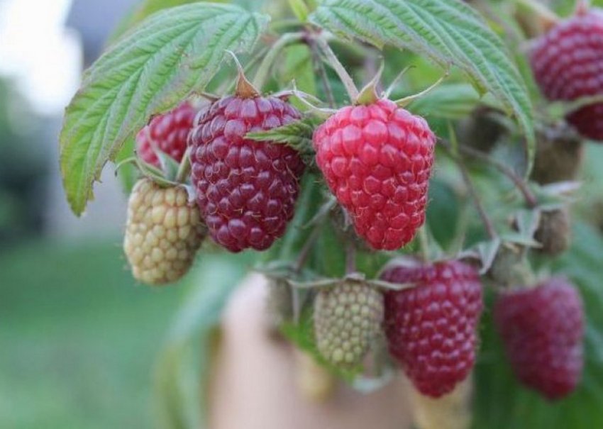 Малина Полку Малина Полку