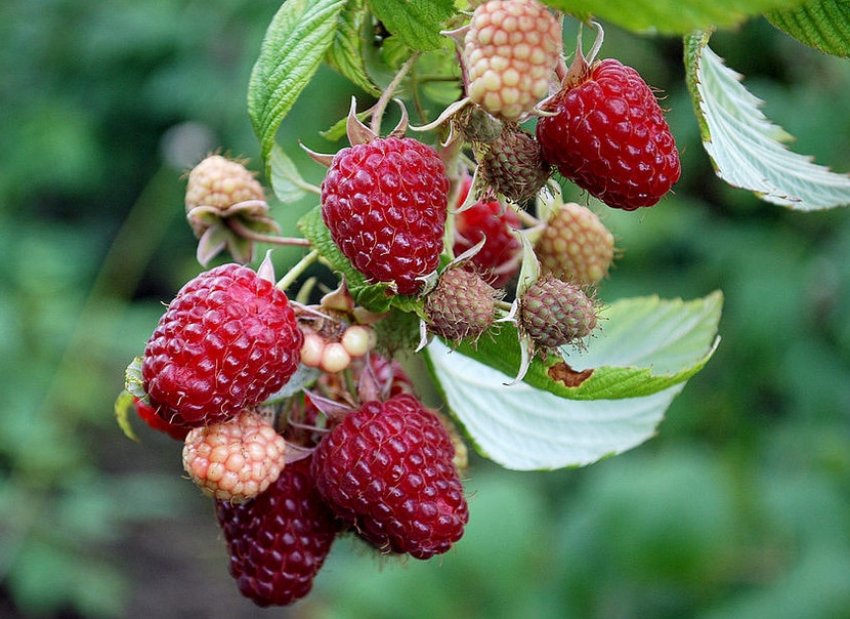 Малини Полана Малини Полана