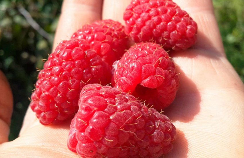 Малина Геракл Малина Геракл