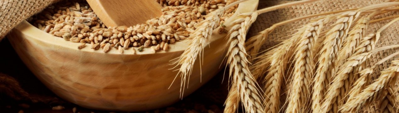 Цукрові магнати побудують в Росії три заводи з переробки зерна