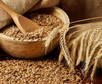 Цукрові магнати побудують в Росії три заводи з переробки зерна