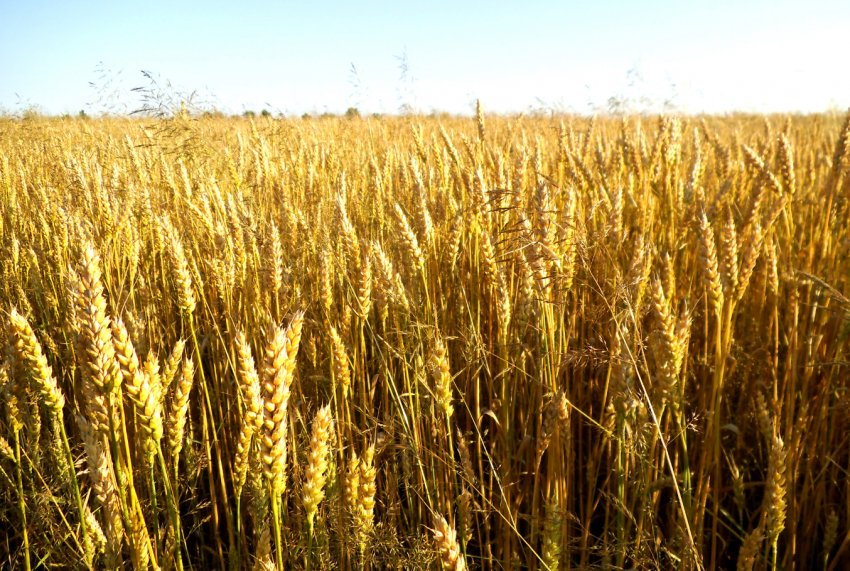 Цукрові магнати побудують в Росії три заводи по переробці зерна Цукрові магнати побудують в Росії три заводи по переробці зерна