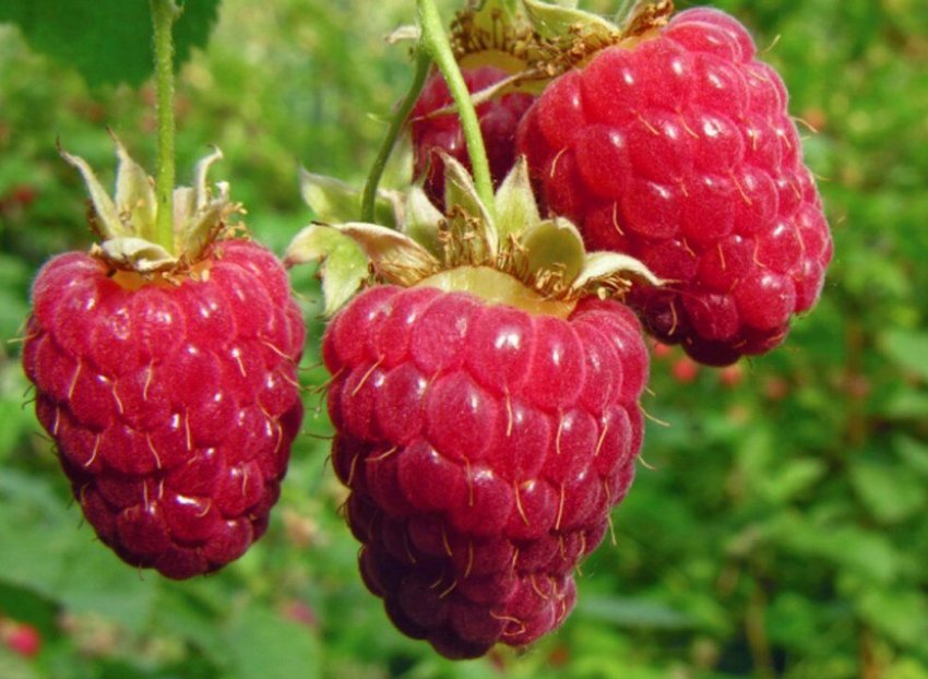 Малина Дочка Геракла Малина Дочка Геракла